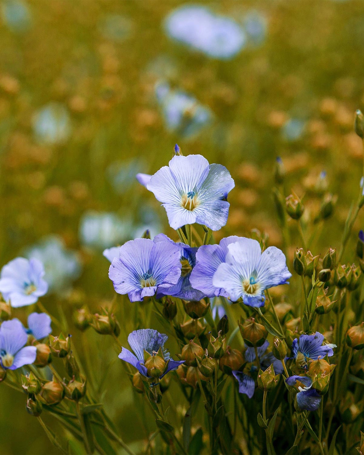 Blau blühender Lein, Pflanzenquelle für Leinöl mit Omega 3 für die Haut